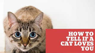How To Tell If a Cat Loves You