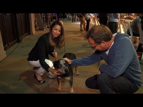 Reunión en cuatro patas con el Kennel Club