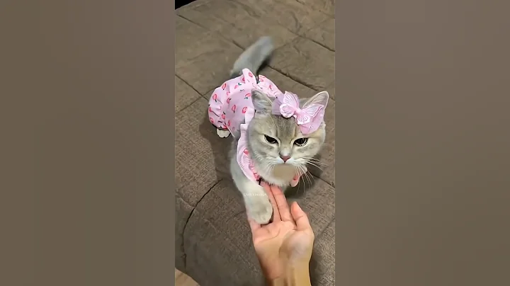 Video 11857301: cat kitten pets funnycat, cat kitten pets funny