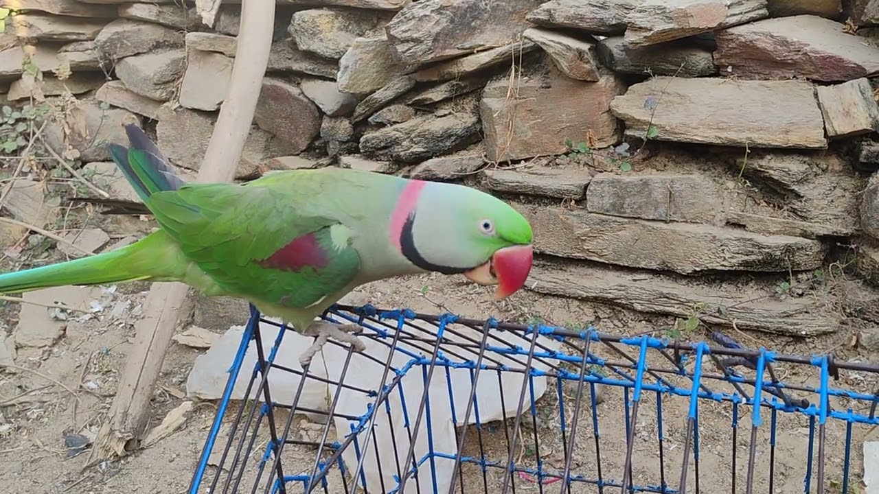 Nonstop talking parrot 🦜🦜 talking mama papa ❤️😘