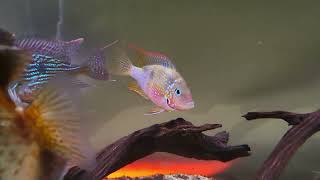 geophagus sveni, thorichthys maculipinnis, L24, L14, L82, L97, L75