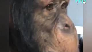 Ta paloma va chele|》Wichito Sv