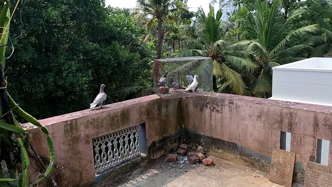 Parava training video part : - 1 #parava #pigeon #kabutar #paravaloft #highflyer #highflyingpigeons 