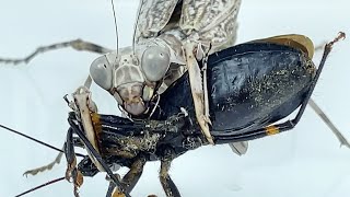 Pnigomantis medioconstricta preys on white spotted Assassin bug,Double shield Mantis vs.Assassin bug