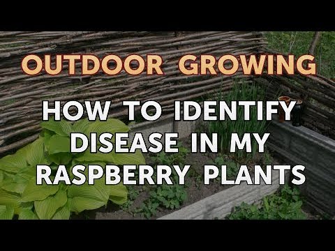 Video: Raspberry Anthracnose