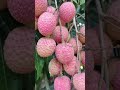 (ASFC) FRESH FRUITS TODAY