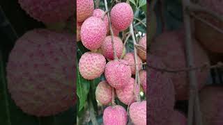 (ASFC) FRESH FRUITS TODAY