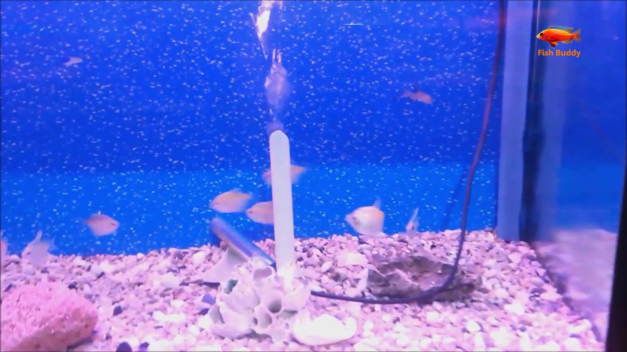 Aquarium Fish Shop in G10, Islamabad, Pakistan YouTube