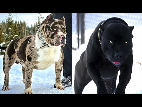 Video: Najstrašniji Pas
