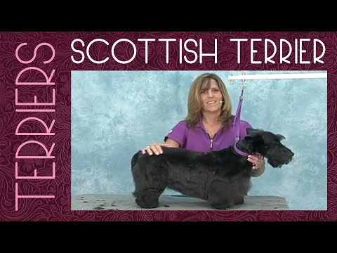 How to Groom a Scottish Terrier Dog: TRAILER | Jodi Murphy