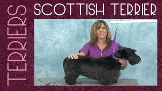 How to Groom a Scottish Terrier Dog: TRAILER | Jodi Murphy