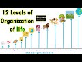 Levels Of Biological Organization Explained Through Engaging Scenarios