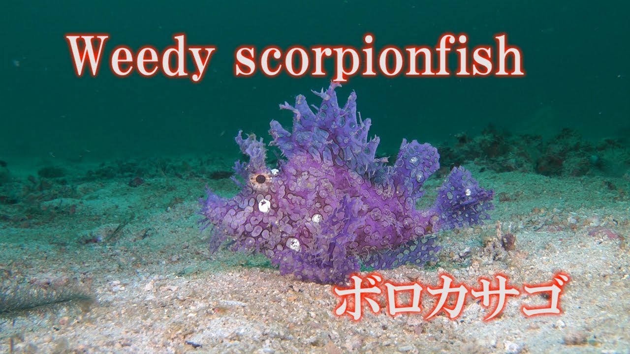 ボロカサゴ Weedy scorpionfish Rhinopias frondosa - YouTube