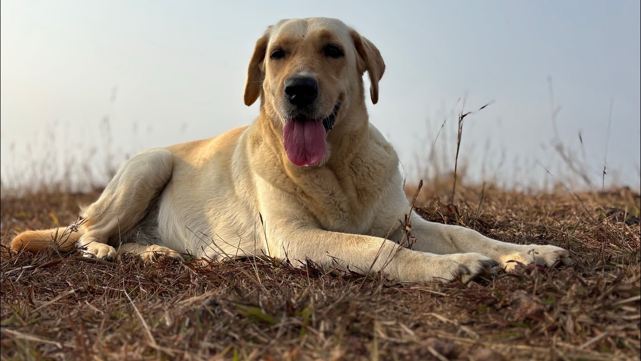 Labrador dog videos | Copyright free Dog Videos free download