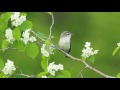 Warbling Vireo