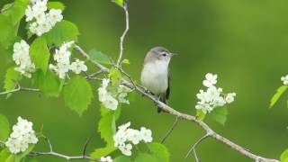 Warbling Vireo