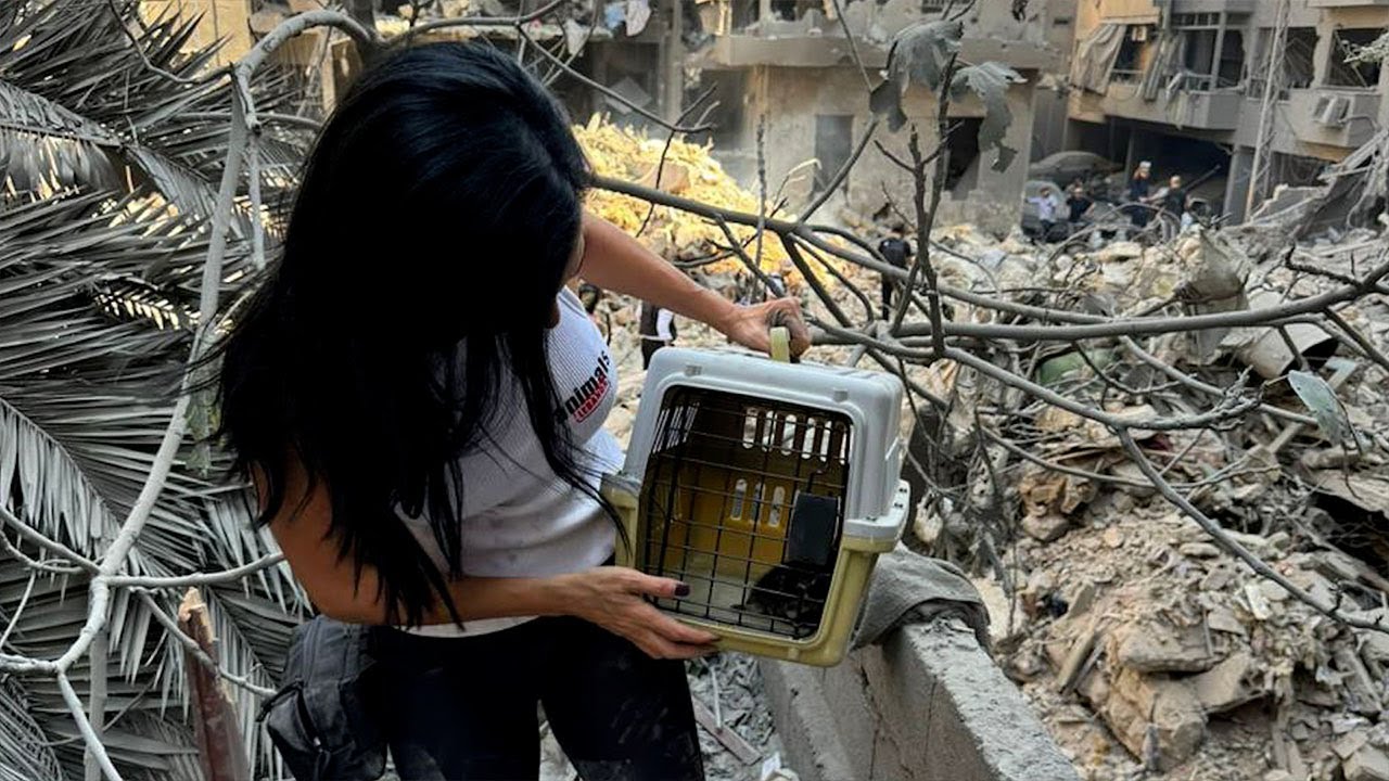 Animals Lebanon and Give Me A Paw: Humanity Extending to Animals