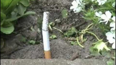 Smoking Earth