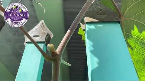 Tạo Cành Cấp 1 Cho Cây Nho. ( Đi Cắt Cành Dạo 😂😂😂) và Một số điều cần lưu ý.