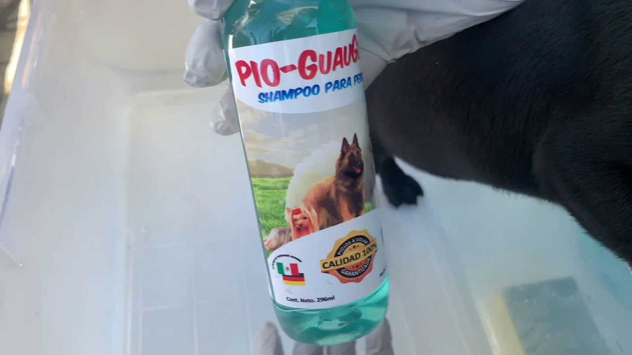 pulgas de mar Cómo Bañar los perros How to bathe a dog at home? V 5