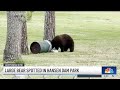 Large bear spotted in Hansen Dam park