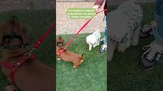 Mejora notable en la #reactividad ante el encuentro con otros #perros by Adiestrados - Adiestramiento Canino 33 views 7 months ago 3 minutes, 35 seconds