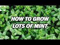 How To Grow LOTS of Mint - Different Mint Varieties Explained!