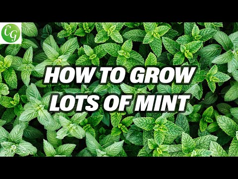 Video: So Different Mint