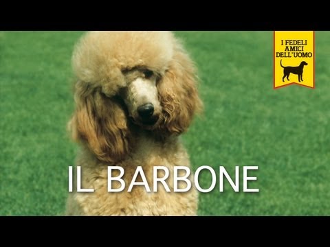 Video: Barboncino Reale: Standard Di Razza