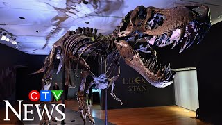 T-rex skeleton could fetch record price at New York auction