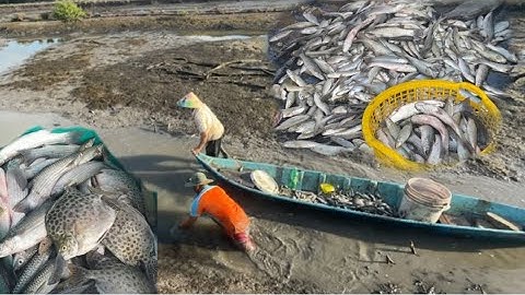 Quê Hương Vlog - Thuốc Cá Vuông