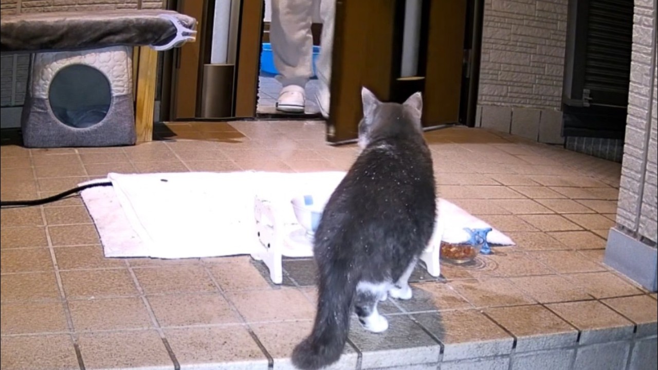 Is this a stray cat? A beautiful, starving cat was waiting at my
