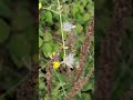Strauchiges Kraut mit eingebautem Kompass