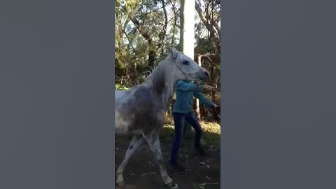 Horse float loading using vocal cues