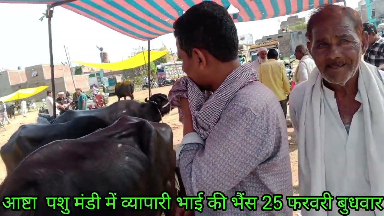 आष्टा पशु मंडी व्यापारी भैंस बाजार बुधवार 25फरवरी