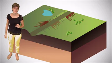 Quel est le rôle d'une dorsale ?
