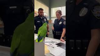 Loro Tito está tranquilo en la oficina