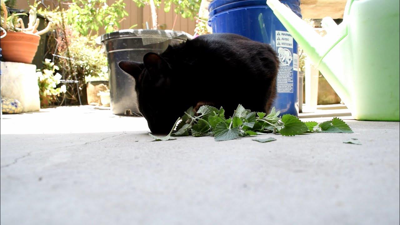 catnip bandit part 3 YouTube