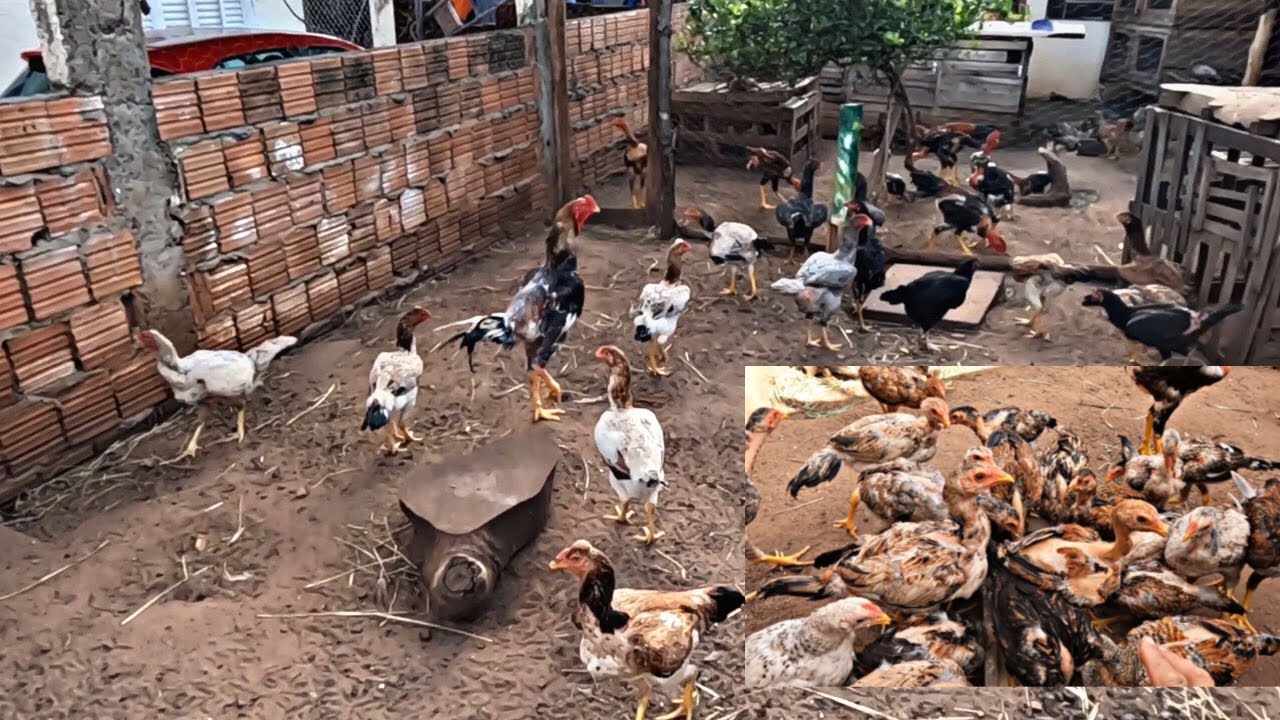 FAZ DOIS A TRÊS DIAS QUE COMERAM A  COMER RAÇÃO DE CRESCIMENTO PURA / GALINHAS CAIPIRAS 
