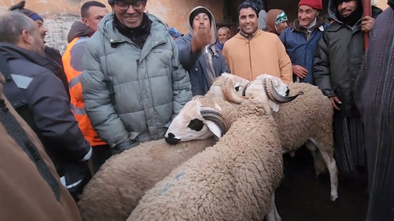 🇲🇦من سوق الأسبوعي حد لولاد عبدون نقدم لكم أتمنة حولى خروف تاريخ تصوير 9/3/2025