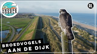 Broedvogels tussen duin en dijk en in de polder  | TV | Vroege Vogels