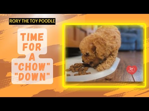 Tiny Puppy "TIME for CHOW DOWN"
