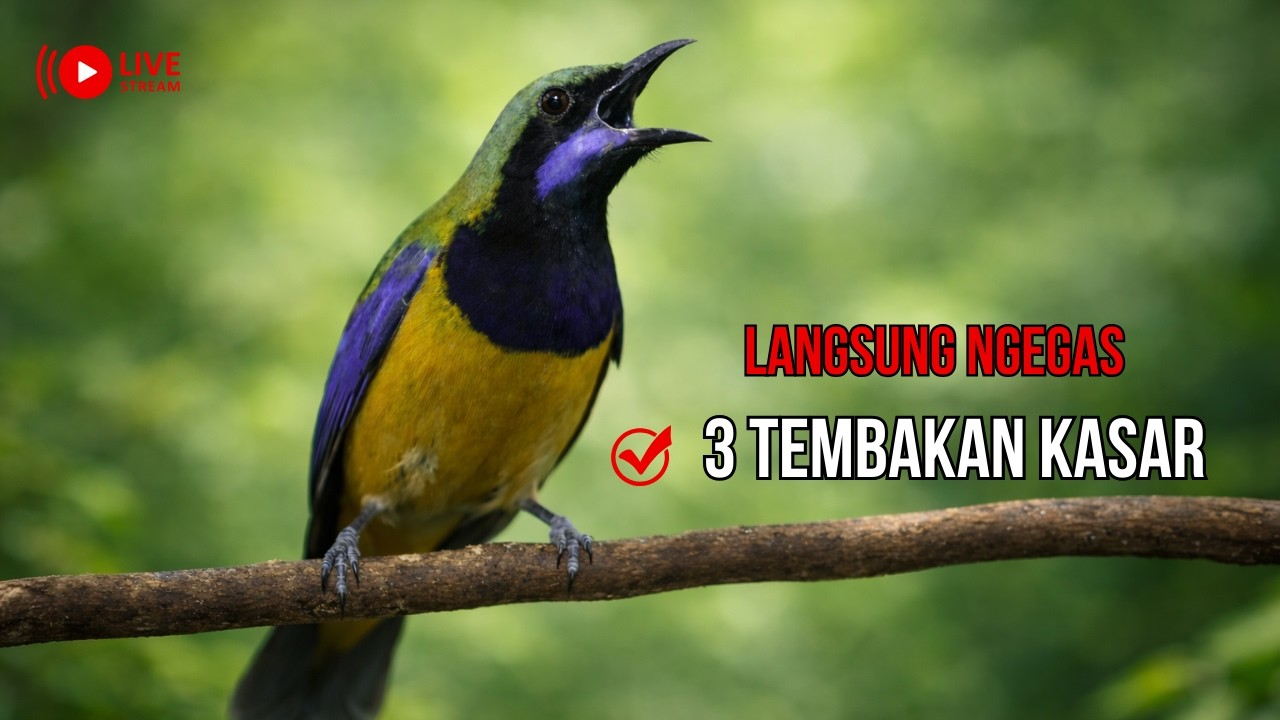 MASTERAN JUARA CUCAK CUNGKOK 🔥 3 TEMBAKAN KASAR BIKIN ISIAN CEPAT MASUK