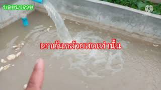 การเลี้ยงปลาในบ่อปูนใหม่