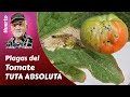 TOMATE: todo sobre la TUTA ABSOLUTA. PLAGAS DEL TOMATE