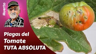 TOMATE: todo sobre la TUTA ABSOLUTA. PLAGAS DEL TOMATE