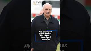 Коровы и изюминка. Лукашенко объяснили тонкости разведения скота