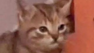 Got Punished For Trash Talking Rampage