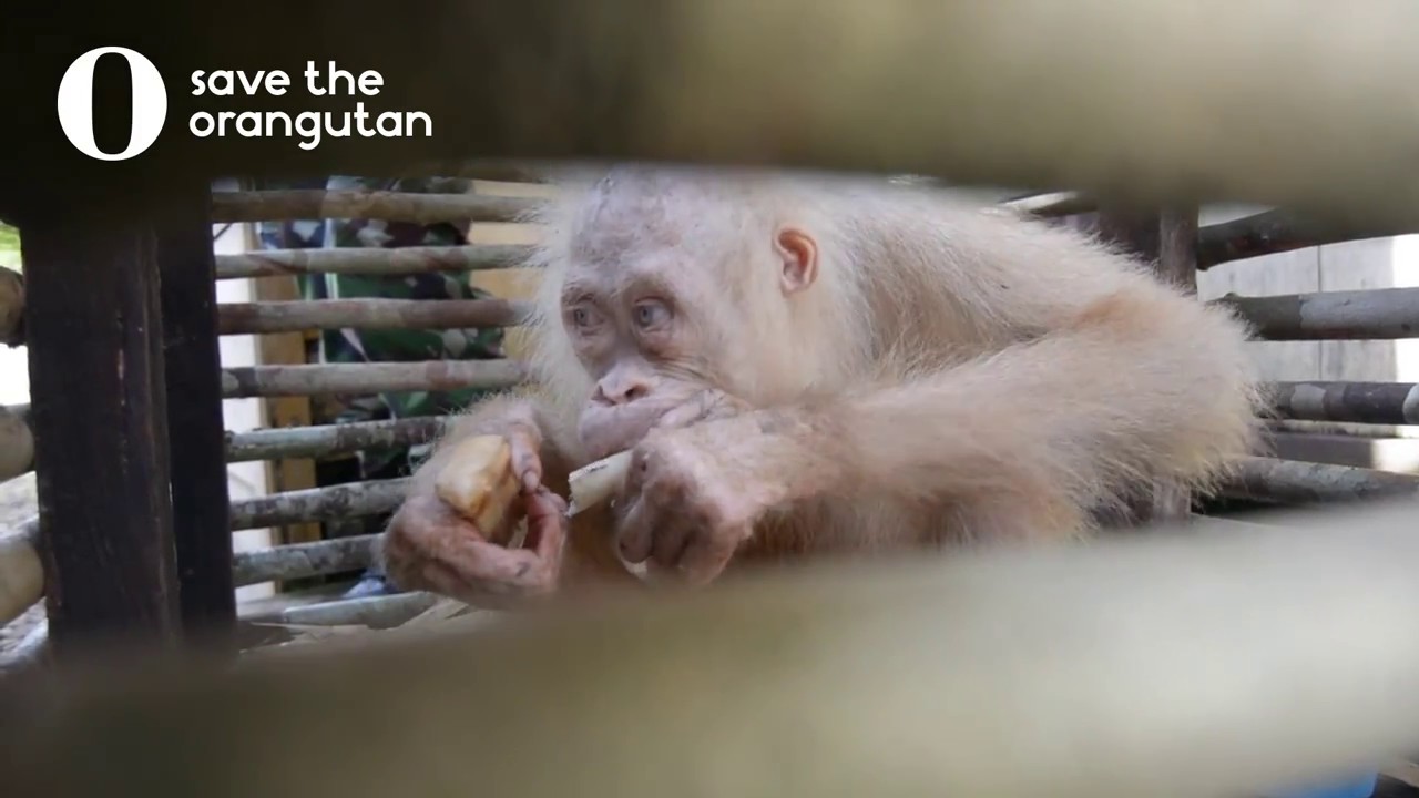 Extremely rare albino orangutan rescued