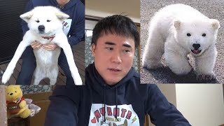 ウチの秋田犬がシロクマに似ている件【編集あり】